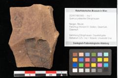 Foto (Objekt + Etikett) von Quercus palaeoilex Ettingshausen (NHMW-GEO-2024-0188-0959)